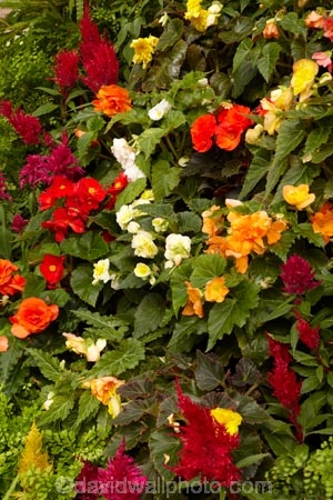 Australasian;Australia;Australian;botanic-garden;botanic-gardens;botanical-garden;botanical-gardens;City-Park;conservatories;flower;Flowers;gardens;Island-of-Tasmania;John-Hart-Conservatory;Launceston;North-Tasmania;Northern-Tasmania;State-of-Tasmania;Tas;Tasmania