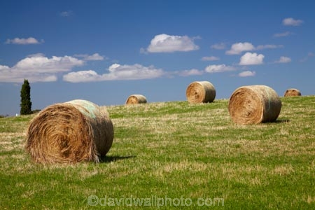 agricultural;agriculture;Australasian;Australia;Australian;country;countryside;crop;crops;farm;farming;farmland;farms;field;fields;hay-bale;hay-bales;hay_bale;hay_bales;horticulture;Island-of-Tasmania;meadow;meadows;North-Tasmania;Northern-Tasmania;paddock;paddocks;pasture;pastures;rural;State-of-Tasmania;stock-feed;summer;Tas;Tasmania;winter-feed