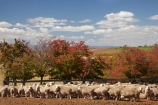 agricultural;agriculture;Animal;Animals;Australasian;Australia;Australian;Brickendon;Brickendon-Estate;Brickendon-Farm;Brickendon-Historical-Farming-Village;Cental-Tasmania;country;countryside;Crowd;Crowded;Crowds;drove;droving;ewes;farm;Farm-animals;farming;farms;field;fields;flock;flocks;herbivore;herbivores;herbivorous;herd;herds;historic-farm;historic-farms;Island-of-Tasmania;livestock;Longford;mammal;mammals;meadow;meadows;Midland-Highway;Midlands;mob;mobs;muster;mustering;Outdoor;Outdoors;Outside;paddock;paddocks;pasture;pastures;rural;sheep;State-of-Tasmania;stock;Tas;Tasmania;white;wool;woolly;wooly