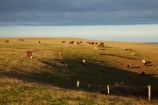 agricultural;agriculture;animal;animals;Australasian;Australia;Australian;calves;cattle;country;countryside;cow;cows;farm;farming;farmland;farms;field;fields;grass;grassy;Herbivore;Herbivores;Herbivorous;Highfield;Highfield-Estate;Highfield-Farm;Highfield-Historic-Farm;Highfield-Historic-Site;Island-of-Tasmania;Livestock;mammal;mammals;meadow;meadows;North-Western-Tasmania;North-WestTasmania;Northern-Tasmania;Northwestern-Tasmania;NorthwestTasmania;paddock;paddocks;pasture;pastures;rural;Stanley;Stanley-Peninsula;State-of-Tasmania;stock;Tas;Tasmania;The-North