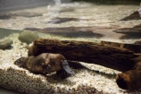 Australasian;Australia;Australian;Beauty-Point;Beauty-Pt;Island-of-Tasmania;Monotremata;Monotreme;Monotremes;North-Tasmania;Northern-Tasmania;Ornithorhynchidae;Ornithorhynchus;Ornithorhynchus-anatinus;Platypus;Platypus-House;State-of-Tasmania;Tas;Tasmania