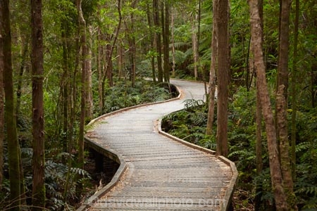 Australasian;Australia;Australian;beautiful;beauty;boardwalk;boardwalks;bush;endemic;forest;forests;Franklin-_-Gordon-Wild-Rivers-N.P.;Franklin-_-Gordon-Wild-Rivers-National-Park;Franklin-_-Gordon-Wild-Rivers-NP;Franklin-Gordon-Wild-Rivers-N.P.;Franklin-Gordon-Wild-Rivers-National-Park;Franklin-Gordon-Wild-Rivers-NP;green;hiking-track;hiking-tracks;Island-of-Tasmania;native;native-bush;natural;nature;Nelson-Falls;scene;scenic;State-of-Tasmania;Tas;Tasmania;Tasmanian-Wilderness-World-Heritage-Area;The-West;track;tracks;tramping-tack;tramping-tracks;tree;trees;walking-track;walking-tracks;West-Tasmania;Western-Tasmania;wood;woods;World-Heritage-Area;World-Heritage-Areas;World-Heritage-Site;World-Heritage-Sites
