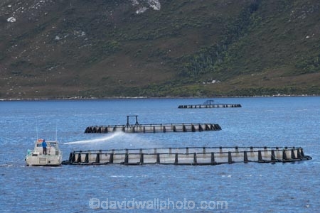 aqua-culture;aqua-farm;aqua-farming;aqua-farms;aqua_culture;aqua_farm;aqua_farming;aqua_farms;aquaculture;aquafarm;aquafarming;aquafarms;Australasian;Australia;Australian;bay;bays;coast;coastal;coastline;coastlines;coasts;Feeding-Fish;floating-nets;Gordon-River-Cruises;inlet;inlets;Island-of-Tasmania;Macquarie-Harbor;Macquarie-Harbour;marine-farm;marine-farming;marine-farms;Salmon-Farm;Salmon-Farming;Salmon-Farms;sea;shore;shoreline;shorelines;shores;State-of-Tasmania;Tas;Tasmania;The-West;water;West-Tasmania;Western-Tasmania
