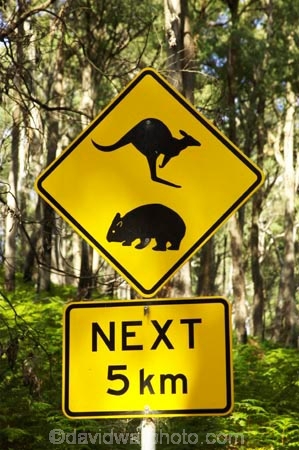 australasia;australia;australian;kangaroo;Kangaroo-Warning-Sign;kangaroos;Lasiorhinus-latrifrons;mount-buffalo-n.p.;mount-buffalo-national-park;mount-buffalo-np;mt-buffalo-n.p.;mt-buffalo-national-park;mt-buffalo-np;mt.-buffalo-n.p.;mt.-buffalo-national-park;mt.-buffalo-np;natural;nature;next-5-km;next-five-kilometres;Road;road-sign;road-signs;road_sign;road_signs;roads;roadsign;roadsigns;sign;signs;symbol;symbols;tranportation;transport;travel;victoria;warn;warning;wildlife;wombat;wombats;yellow-black