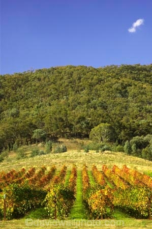 agriculture;australasian;Australia;australian;autuminal;autumn;autumnal;bright;country;countryside;crop;crops;cultivation;fall;farm;farming;farmland;farms;field;fields;gapstead;gapstead-vineyard;gapstead-winery;grape;grapes;grapevine;gricultural;horticulture;myrtleford;porepunkah;row;rows;rural;Victoria;vine;vines;vineyard;vineyards;vintage;wine;wineries;winery;wines