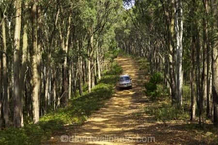 4wd;4wds;4wds;4x4;4x4s;4x4s;australasia;Australia;australian;beautiful;beauty;Bright;bush;countryside;dusty;endemic;eucalypt;eucalypts;eucalyptus;eucalytis;forest;forests;four-by-four;four-by-fours;four-wheel-drive;four-wheel-drives;gravel-road;gravel-roads;green;gum;gum-tree;gum-trees;gums;landcruiser;landcruisers;metal-road;metal-roads;metalled-road;metalled-roads;native;native-bush;natives;natural;nature;road;roads;rural;scene;scenic;suv;suvs;timber;toyota;toyotas;track;tracks;tree;tree-trunk;tree-trunks;trees;trunk;trunks;vehicle;vehicles;victoria;wood;woods