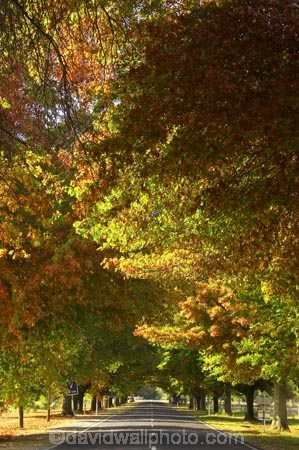 australasia;Australia;australian;autumn;autumn-colour;autumn-colours;autumnal;autumninal;avenue;avenues;boulevard;boulevards;Bright;centre-line;centre-lines;centre_line;centre_lines;centreline;centrelines;color;colors;colour;colours;deciduous;driving;fall;fall-color;fall-colors;foliage;highway;highways;leaf;leaves;open-road;open-roads;road;road-trip;roads;straight;transport;transportation;travel;traveling;travelling;tree;trees;trip;Victoria