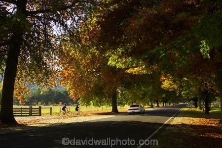 australasia;Australia;australian;automobile;automobiles;autumn;autumn-colour;autumn-colours;autumnal;autumninal;avenue;avenues;bicycle;bicycles;bike;bikes;boulevard;boulevards;Bright;car;cars;centre-line;centre-lines;centre_line;centre_lines;centreline;centrelines;color;colors;colour;colours;cycle;cycler;cyclers;cycles;cyclist;cyclists;deciduous;driving;fall;fall-color;fall-colors;foliage;highway;highways;leaf;leaves;mountain-bike;mountain-biker;mountain-bikers;mountain-bikes;mtn-bike;mtn-biker;mtn-bikers;mtn-bikes;open-road;open-roads;Road;road-trip;roads;straight;tranportation;transport;transportation;travel;traveling;travelling;tree;trees;trip;trips;vehicle;vehicles;Victoria