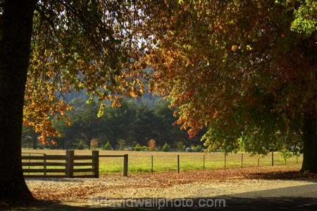 agricultural;agriculture;australasia;Australia;australian;autumn;autumn-colour;autumn-colours;autumnal;autumninal;avenue;avenues;boulevard;boulevards;Bright;centre-line;centre-lines;centre_line;centre_lines;centreline;centrelines;color;colors;colour;colours;country;countryside;deciduous;driving;fall;fall-color;fall-colors;farm;farming;farmland;farms;fence;fences;field;fields;foliage;gate;gates;highway;highways;leaf;leaves;meadow;meadows;open-road;open-roads;paddock;paddocks;pasture;pastures;road;road-trip;roads;rural;straight;transport;transportation;travel;traveling;travelling;tree;trees;trip;Victoria