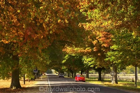 australasia;Australia;australian;automobile;automobiles;autumn;autumn-colour;autumn-colours;autumnal;autumninal;avenue;avenues;boulevard;boulevards;Bright;car;cars;centre-line;centre-lines;centre_line;centre_lines;centreline;centrelines;color;colors;colour;colours;deciduous;driving;fall;fall-color;fall-colors;foliage;highway;highways;leaf;leaves;open-road;open-roads;Road;road-trip;roads;straight;tranportation;transport;transportation;travel;traveling;travelling;tree;trees;trip;trips;ute;utes;vehicle;vehicles;Victoria