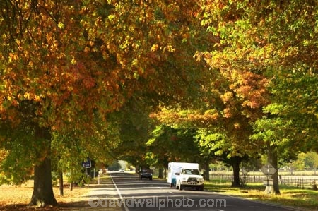 4wd;4wds;4wds;4x4;4x4s;4x4s;australasia;Australia;australian;autumn;autumn-colour;autumn-colours;autumnal;autumninal;avenue;avenues;boulevard;boulevards;Bright;camper;campers;caravan;caravans;centre-line;centre-lines;centre_line;centre_lines;centreline;centrelines;color;colors;colour;colours;deciduous;driving;fall;fall-color;fall-colors;foliage;four-by-four;four-by-fours;four-wheel-drive;four-wheel-drives;highway;highways;holiday;holidays;leaf;leaves;open-road;open-roads;road;road-trip;roads;straight;suv;suvs;tour;touring;tourism;tourist;tourists;trailer;transport;transportation;travel;traveler;travelers;traveling;traveller;travellers;travelling;tree;trees;trip;vacation;vacations;vehicle;vehicles;Victoria