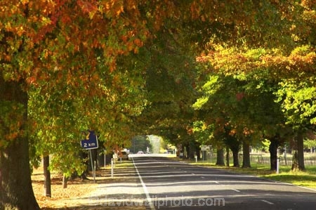 australasia;Australia;australian;autumn;autumn-colour;autumn-colours;autumnal;autumninal;avenue;avenues;boulevard;boulevards;Bright;centre-line;centre-lines;centre_line;centre_lines;centreline;centrelines;color;colors;colour;colours;deciduous;driving;fall;fall-color;fall-colors;foliage;highway;highways;leaf;leaves;open-road;open-roads;road;road-trip;roads;straight;transport;transportation;travel;traveling;travelling;tree;trees;trip;Victoria