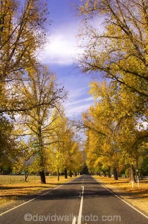 australasia;Australia;australian;autumn;autumn-colour;autumn-colours;autumnal;autumninal;avenue;avenues;boulevard;boulevards;Bright;centre-line;centre-lines;centre_line;centre_lines;centreline;centrelines;color;colors;colour;colours;deciduous;driving;fall;fall-color;fall-colors;foliage;highway;highways;leaf;leaves;open-road;open-roads;road;road-trip;roads;straight;transport;transportation;travel;traveling;travelling;tree;trees;trip;Victoria