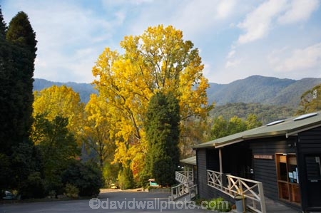 Australia;autuminal;autumn;autumn-colour;autumn-colours;autumnal;Bogong;Bogong-Village;Bogong-Village-Store;color;colors;colour;colours;commerce;commercial;country-shop;country-shops;country-store;country-stores;deciduous;East-Victoria;Eastern-Victoria;fall;general-shop;general-shops;general-store;general-stores;hill;hills;leaf;leaves;Mount-Beauty;Mt-Beauty;Mt.-Beauty;retail;retail-store;retailer;retailers;season;seasonal;seasons;shop;shopping;shops;store;stores;tree;trees;VIC;Victoria;Victorian-Alps;yellow