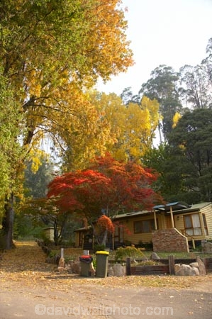 Australia;autuminal;autumn;autumn-colour;autumn-colours;autumnal;bach;baches;Bogong;Bogong-Village;cabin;cabins;color;colors;colour;colours;crib;cribs;deciduous;East-Victoria;Eastern-Victoria;fall;holiday-home;holiday-homes;holiday-house;holiday-houses;leaf;leaves;maple;maples;Mount-Beauty;Mt-Beauty;Mt.-Beauty;season;seasonal;seasons;tree;trees;VIC;Victoria;Victorian-Alps;yellow