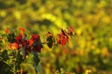 agricultural;agriculture;australasian;Australia;australian;autumn;boynton-vineyard;boynton-winery;Boyntons-of-Bright-winery;Boyntons-of-Bright;bright;color;colors;colour;colours;country;countryside;crimson;crop;crops;cultivation;fall;farm;farming;farmland;farms;field;fields;grape;grapes;grapevine;horticulture;leaf;leaves;porepunkah;red;row;rows;rural;scarlet;Victoria;vine;vine-leaf;vine-leaves;vines;vineyard;vineyards;vintage;wine;wineries;winery;wines;yellow