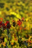 agricultural;agriculture;australasian;Australia;australian;autumn;boynton-vineyard;boynton-winery;Boyntons-of-Bright-winery;Boyntons-of-Bright;bright;color;colors;colour;colours;country;countryside;crimson;crop;crops;cultivation;fall;farm;farming;farmland;farms;field;fields;grape;grapes;grapevine;horticulture;leaf;leaves;porepunkah;red;row;rows;rural;scarlet;Victoria;vine;vine-leaf;vine-leaves;vines;vineyard;vineyards;vintage;wine;wineries;winery;wines;yellow