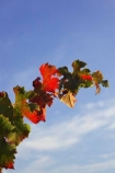 agricultural;agriculture;australasian;Australia;australian;autumn;boynton-vineyard;boynton-winery;Boyntons-of-Bright-winery;Boyntons-of-Bright;bright;color;colors;colour;colours;country;countryside;crimson;crop;crops;cultivation;fall;farm;farming;farmland;farms;field;fields;grape;grapes;grapevine;horticulture;leaf;leaves;porepunkah;red;row;rows;rural;scarlet;Victoria;vine;vine-leaf;vine-leaves;vines;vineyard;vineyards;vintage;wine;wineries;winery;wines