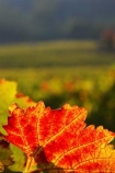 agricultural;agriculture;australasian;Australia;australian;autumn;boynton-vineyard;boynton-winery;Boyntons-of-Bright-winery;Boyntons-of-Bright;bright;color;colors;colour;colours;country;countryside;crimson;crop;crops;cultivation;fall;farm;farming;farmland;farms;field;fields;grape;grapes;grapevine;horticulture;leaf;leaves;porepunkah;red;row;rows;rural;scarlet;Victoria;vine;vine-leaf;vine-leaves;vines;vineyard;vineyards;vintage;wine;wineries;winery;wines