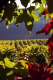 agricultural;agriculture;australasian;Australia;australian;autumn;boynton-vineyard;boynton-winery;Boyntons-of-Bright-winery;Boyntons-of-Bright;bright;country;countryside;crimson;crop;crops;cultivation;fall;farm;farming;farmland;farms;field;fields;grape;grapes;grapevine;horticulture;porepunkah;red;row;rows;rural;scarlet;Victoria;vine;vines;vineyard;vineyards;vintage;wine;wineries;winery;wines