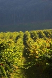 agricultural;agriculture;australasian;Australia;australian;autumn;boynton-vineyard;boynton-winery;Boyntons-of-Bright-winery;Boyntons-of-Bright;bright;country;countryside;crop;crops;cultivation;fall;farm;farming;farmland;farms;field;fields;grape;grapes;grapevine;horticulture;porepunkah;row;rows;rural;Victoria;vine;vines;vineyard;vineyards;vintage;wine;wineries;winery;wines