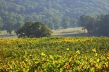 agricultural;agriculture;australasian;Australia;australian;autumn;boynton-vineyard;boynton-winery;Boyntons-of-Bright-winery;Boyntons-of-Bright;bright;country;countryside;crop;crops;cultivation;fall;farm;farming;farmland;farms;field;fields;grape;grapes;grapevine;horticulture;porepunkah;row;rows;rural;Victoria;vine;vines;vineyard;vineyards;vintage;wine;wineries;winery;wines