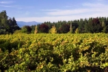 agricultural;agriculture;australasian;Australia;australian;autumn;boynton-vineyard;boynton-winery;Boyntons-of-Bright-winery;Boyntons-of-Bright;bright;country;countryside;crop;crops;cultivation;fall;farm;farming;farmland;farms;field;fields;grape;grapes;grapevine;horticulture;porepunkah;row;rows;rural;Victoria;vine;vines;vineyard;vineyards;vintage;wine;wineries;winery;wines