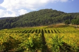agricultural;agriculture;australasia;australasian;australia;australian;autumn;boynton-vineyard;boynton-winery;Boyntons-of-Bright-winery;Boyntons-of-Bright;bright;country;countryside;crop;crops;cultivation;fall;farm;farming;farmland;farms;field;fields;grape;grapes;grapevine;horticulture;porepunkah;row;rows;rural;victoria;vine;vines;vineyard;vineyards;vintage;wine;wineries;winery;wines