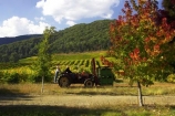 agricultural;agriculture;australasia;australasian;australia;australian;autumn;boynton-vineyard;boynton-winery;Boyntons-of-Bright-winery;Boyntons-of-Bright;bright;country;countryside;crop;crops;cultivation;fall;farm;farming;farmland;farms;field;fields;grape;grapes;grapevine;horticulture;picking;porepunkah;row;rows;rural;tractor;tractors;victoria;vine;vines;vineyard;vineyards;vintage;wine;wineries;winery;wines;working