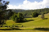 agricultural;agriculture;australasia;australia;australian;country;countryside;farm;farming;farmland;farms;field;fields;horticulture;meadow;meadows;paddock;paddocks;pasture;pastures;porepunkah;rural;victoria