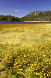 alpine;australasia;australia;australian;australian-alps;lake;lake-catani;lakes;mount-buffalo-n.p.;mount-buffalo-national-park;mount-buffalo-np;mt-buffalo-n.p.;mt-buffalo-national-park;mt-buffalo-np;mt.-buffalo-n.p.;mt.-buffalo-national-park;mt.-buffalo-np;victoria;victorian-alps;wild-flower;wild-flowers;yellow