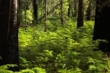 australasia;australia;australian;beautiful;beauty;bush;endemic;eucalypt;eucalypts;eucalyptus;eucalytis;fern;ferns;forest;forests;green;gum;gum-tree;gum-trees;gums;lush;mount-buffalo-n.p.;mount-buffalo-national-park;mount-buffalo-np;mt-buffalo-n.p.;mt-buffalo-national-park;mt-buffalo-np;mt.-buffalo-n.p.;mt.-buffalo-national-park;mt.-buffalo-np;native;native-bush;natives;natural;nature;scene;scenic;timber;tree;tree-trunk;tree-trunks;trees;trunk;trunks;verdant;victoria;wood;woods