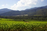 agricultural;agriculture;australasia;australia;australian;baccy;Bright;country;countryside;crop;crops;cultivation;farm;farming;farmland;farms;field;fields;horticulture;irrigate;irrigation;meadow;meadows;nicotiana;paddock;paddocks;pasture;pastures;porepunkah;rural;spray;sprinkler;sprinklers;tobacco;Victoria;water;watering