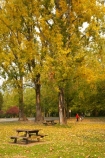 Australia;autuminal;autumn;autumn-colour;autumn-colours;autumnal;color;colors;colour;colours;deciduous;East-Victoria;Eastern-Victoria;fall;leaf;leaves;Mount-Beauty;Mt-Beauty;Mt.-Beauty;picnic-area;picnic-areas;picnic-table;picnic-tables;rest-area;rest-areas;season;seasonal;seasons;tree;trees;VIC;Victoria;yellow