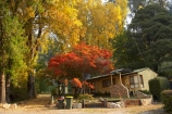 Australia;autuminal;autumn;autumn-colour;autumn-colours;autumnal;bach;baches;Bogong;Bogong-Village;cabin;cabins;color;colors;colour;colours;crib;cribs;deciduous;East-Victoria;Eastern-Victoria;fall;holiday-home;holiday-homes;holiday-house;holiday-houses;leaf;leaves;maple;maples;Mount-Beauty;Mt-Beauty;Mt.-Beauty;season;seasonal;seasons;tree;trees;VIC;Victoria;Victorian-Alps;yellow