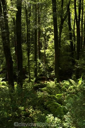 aerial-walkway;aerials-walkways;australasia;Australia;australian;bush;canopy;canopy-walk;eco-tourism;ecotourism;eucalyptis;eucalypts;fern;ferns;forest;forests;great-ocean-road;gum;gums;lush;luxuriant;native-bush;native-forest;native-forests;natural;nature;Otway-Fly;otway-range;Otway-Ranges;plant;plants;rain-forest;rain-forests;rain_forests;rainforest;rainforest-canopy;rainforest-walk;rainforests;tourism;travel;tree;Tree-Top-Walk;trees;vegetation;verdant;Victoria;walkway;walkways