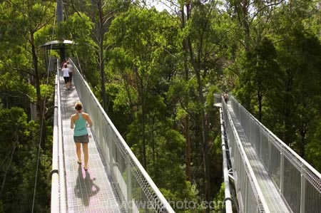 aerial-walkway;aerials-walkways;australasia;Australia;australian;bridge;bridges;bush;canopy;canopy-walk;eco-tourism;eco-tourist;eco-tourists;ecotourism;ecotourist;ecotourists;engineering;eucalyptis;eucalypts;forest;forest-canopy;forests;galvanised;galvanized;great-ocean-road;gum;gums;high;high-up;lush;luxuriant;metal;native-bush;native-forest;native-forests;natural;nature;Otway-Fly;otway-range;Otway-Ranges;people;person;plant;plants;rain-forest;rain-forests;rain_forests;rainforest;rainforest-canopy;rainforest-walk;rainforests;steel;structure;structures;tourism;tourist;tourists;travel;tree;Tree-Top-Walk;trees;vegetation;verdant;vertigo;Victoria;walkway;walkways