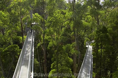 aerial-walkway;aerials-walkways;australasia;Australia;australian;bridge;bridges;bush;canopy;canopy-walk;ecotourism;engineering;eucalyptis;eucalypts;forest;forest-canopy;forests;galvanised;galvanized;great-ocean-road;gum;gums;high;high-up;lush;luxuriant;metal;native-bush;native-forest;native-forests;natural;nature;Otway-Fly;otway-range;Otway-Ranges;plant;plants;rain-forest;rain-forests;rain_forests;rainforest;rainforest-canopy;rainforest-walk;rainforests;steel;structure;structures;tree;Tree-Top-Walk;trees;vegetation;verdant;vertigo;Victoria;walkway;walkways