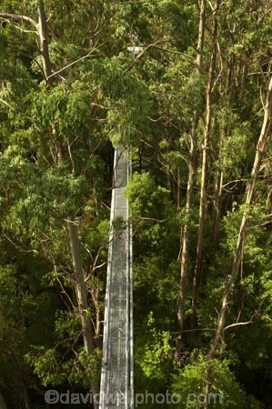 aerial-walkway;aerials-walkways;australasia;Australia;australian;bridge;bridges;bush;canopy;canopy-walk;ecotourism;engineering;eucalyptis;eucalypts;forest;forest-canopy;forests;galvanised;galvanized;great-ocean-road;gum;gums;high;high-up;lush;luxuriant;metal;native-bush;native-forest;native-forests;natural;nature;Otway-Fly;otway-range;Otway-Ranges;plant;plants;rain-forest;rain-forests;rain_forests;rainforest;rainforest-canopy;rainforest-walk;rainforests;steel;structure;structures;tree;Tree-Top-Walk;tree-trunk;tree-trunks;trees;vegetation;verdant;vertigo;Victoria;walkway;walkways