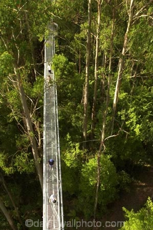 aerial-walkway;aerials-walkways;australasia;Australia;australian;bridge;bridges;bush;canopy;canopy-walk;eco-tourism;eco-tourist;eco-tourists;ecotourism;ecotourist;ecotourists;engineering;eucalyptis;eucalypts;forest;forest-canopy;forests;galvanised;galvanized;great-ocean-road;gum;gums;high;high-up;lush;luxuriant;metal;native-bush;native-forest;native-forests;natural;nature;Otway-Fly;otway-range;Otway-Ranges;people;person;plant;plants;rain-forest;rain-forests;rain_forests;rainforest;rainforest-canopy;rainforest-walk;rainforests;steel;structure;structures;tourism;tourist;tourists;travel;tree;Tree-Top-Walk;tree-trunk;tree-trunks;trees;vegetation;verdant;vertigo;Victoria;walkway;walkways