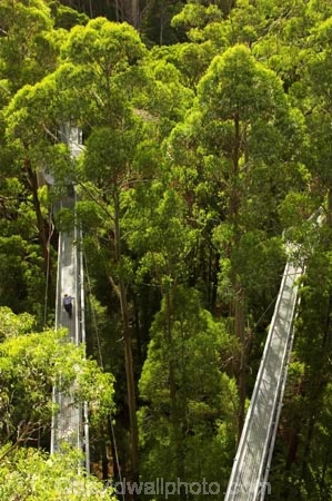 aerial-walkway;aerials-walkways;australasia;Australia;australian;bridge;bridges;bush;canopy;canopy-walk;eco-tourism;eco-tourist;eco-tourists;ecotourism;ecotourist;ecotourists;engineering;eucalyptis;eucalypts;forest;forest-canopy;forests;galvanised;galvanized;great-ocean-road;gum;gums;high;high-up;lush;luxuriant;metal;native-bush;native-forest;native-forests;natural;nature;Otway-Fly;otway-range;Otway-Ranges;people;person;plant;plants;rain-forest;rain-forests;rain_forests;rainforest;rainforest-canopy;rainforest-walk;rainforests;steel;structure;structures;tourism;tourist;tourists;travel;tree;Tree-Top-Walk;tree-trunk;tree-trunks;trees;vegetation;verdant;vertigo;Victoria;walkway;walkways