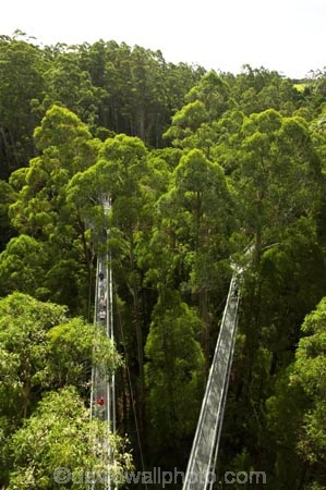 aerial-walkway;aerials-walkways;australasia;Australia;australian;bridge;bridges;bush;canopy;canopy-walk;eco-tourism;eco-tourist;eco-tourists;ecotourism;ecotourist;ecotourists;engineering;eucalyptis;eucalypts;forest;forest-canopy;forests;galvanised;galvanized;great-ocean-road;gum;gums;high;high-up;lush;luxuriant;metal;native-bush;native-forest;native-forests;natural;nature;Otway-Fly;otway-range;Otway-Ranges;people;person;plant;plants;rain-forest;rain-forests;rain_forests;rainforest;rainforest-canopy;rainforest-walk;rainforests;steel;structure;structures;tourism;tourist;tourists;travel;tree;Tree-Top-Walk;tree-trunk;tree-trunks;trees;vegetation;verdant;vertigo;Victoria;walkway;walkways