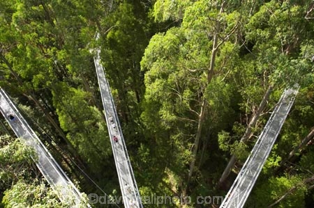 aerial-walkway;aerials-walkways;australasia;Australia;australian;bridge;bridges;bush;canopy;canopy-walk;eco-tourism;eco-tourist;eco-tourists;ecotourism;ecotourist;ecotourists;engineering;eucalyptis;eucalypts;forest;forest-canopy;forests;galvanised;galvanized;great-ocean-road;gum;gums;high;high-up;lush;luxuriant;metal;native-bush;native-forest;native-forests;natural;nature;Otway-Fly;otway-range;Otway-Ranges;people;person;plant;plants;rain-forest;rain-forests;rain_forests;rainforest;rainforest-canopy;rainforest-walk;rainforests;steel;structure;structures;tourism;tourist;tourists;travel;tree;Tree-Top-Walk;tree-trunk;tree-trunks;trees;vegetation;verdant;vertigo;Victoria;walkway;walkways