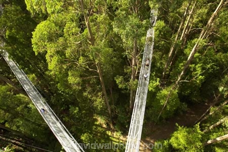 aerial-walkway;aerials-walkways;australasia;Australia;australian;bridge;bridges;bush;canopy;canopy-walk;eco-tourism;eco-tourist;eco-tourists;ecotourism;ecotourist;ecotourists;engineering;eucalyptis;eucalypts;forest;forest-canopy;forests;galvanised;galvanized;great-ocean-road;gum;gums;high;high-up;lush;luxuriant;metal;native-bush;native-forest;native-forests;natural;nature;Otway-Fly;otway-range;Otway-Ranges;people;person;plant;plants;rain-forest;rain-forests;rain_forests;rainforest;rainforest-canopy;rainforest-walk;rainforests;steel;structure;structures;tourism;tourist;tourists;travel;tree;Tree-Top-Walk;tree-trunk;tree-trunks;trees;vegetation;verdant;vertigo;Victoria;walkway;walkways