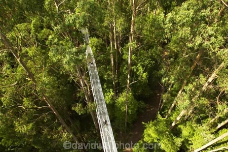 aerial-walkway;aerials-walkways;australasia;Australia;australian;bridge;bridges;bush;canopy;canopy-walk;eco-tourism;eco-tourist;eco-tourists;ecotourism;ecotourist;ecotourists;engineering;eucalyptis;eucalypts;forest;forest-canopy;forests;galvanised;galvanized;great-ocean-road;gum;gums;high;high-up;lush;luxuriant;metal;native-bush;native-forest;native-forests;natural;nature;Otway-Fly;otway-range;Otway-Ranges;people;person;plant;plants;rain-forest;rain-forests;rain_forests;rainforest;rainforest-canopy;rainforest-walk;rainforests;steel;structure;structures;tourism;tourist;tourists;travel;tree;Tree-Top-Walk;tree-trunk;tree-trunks;trees;vegetation;verdant;vertigo;Victoria;walkway;walkways