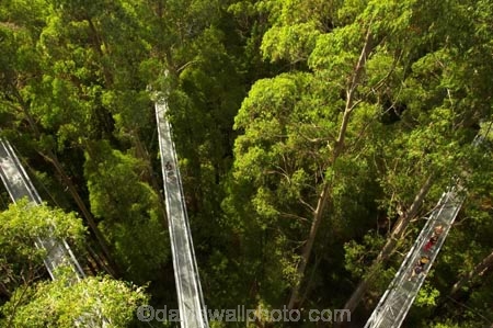 aerial-walkway;aerials-walkways;australasia;Australia;australian;bridge;bridges;bush;canopy;canopy-walk;eco-tourism;eco-tourist;eco-tourists;ecotourism;ecotourist;ecotourists;engineering;eucalyptis;eucalypts;forest;forest-canopy;forests;galvanised;galvanized;great-ocean-road;gum;gums;high;high-up;lush;luxuriant;metal;native-bush;native-forest;native-forests;natural;nature;Otway-Fly;otway-range;Otway-Ranges;people;person;plant;plants;rain-forest;rain-forests;rain_forests;rainforest;rainforest-canopy;rainforest-walk;rainforests;steel;structure;structures;tourism;tourist;tourists;travel;tree;Tree-Top-Walk;tree-trunk;tree-trunks;trees;vegetation;verdant;vertigo;Victoria;walkway;walkways