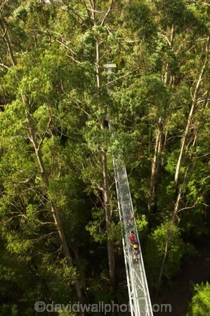 aerial-walkway;aerials-walkways;australasia;Australia;australian;bridge;bridges;bush;canopy;canopy-walk;eco-tourism;eco-tourist;eco-tourists;ecotourism;ecotourist;ecotourists;engineering;eucalyptis;eucalypts;forest;forest-canopy;forests;galvanised;galvanized;great-ocean-road;gum;gums;high;high-up;lush;luxuriant;metal;native-bush;native-forest;native-forests;natural;nature;Otway-Fly;otway-range;Otway-Ranges;people;person;plant;plants;rain-forest;rain-forests;rain_forests;rainforest;rainforest-canopy;rainforest-walk;rainforests;steel;structure;structures;tourism;tourist;tourists;travel;tree;Tree-Top-Walk;tree-trunk;tree-trunks;trees;vegetation;verdant;vertigo;Victoria;walkway;walkways