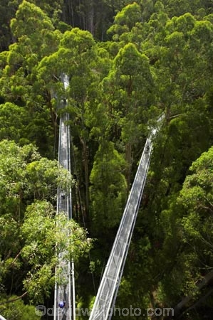 aerial-walkway;aerials-walkways;australasia;Australia;australian;bridge;bridges;bush;canopy;canopy-walk;eco-tourism;eco-tourist;eco-tourists;ecotourism;ecotourist;ecotourists;engineering;eucalyptis;eucalypts;forest;forest-canopy;forests;galvanised;galvanized;great-ocean-road;gum;gums;high;high-up;lush;luxuriant;metal;native-bush;native-forest;native-forests;natural;nature;Otway-Fly;otway-range;Otway-Ranges;people;person;plant;plants;rain-forest;rain-forests;rain_forests;rainforest;rainforest-canopy;rainforest-walk;rainforests;steel;structure;structures;tourism;tourist;tourists;travel;tree;Tree-Top-Walk;trees;vegetation;verdant;vertigo;Victoria;walkway;walkways