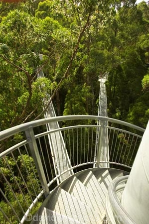aerial-walkway;aerials-walkways;australasia;Australia;australian;bridge;bridges;bush;canopy;canopy-walk;ecotourism;engineering;eucalyptis;eucalypts;forest;forest-canopy;forests;galvanised;galvanized;great-ocean-road;gum;gums;high;high-up;lush;luxuriant;metal;native-bush;native-forest;native-forests;natural;nature;Otway-Fly;otway-range;Otway-Ranges;plant;plants;rain-forest;rain-forests;rain_forests;rainforest;rainforest-canopy;rainforest-walk;rainforests;spiral-staircase;spiral-stairs;spiral-stairway;spiral-tower;steel;structure;structures;tower;towers;tree;Tree-Top-Walk;trees;vegetation;verdant;vertigo;Victoria;walkway;walkways