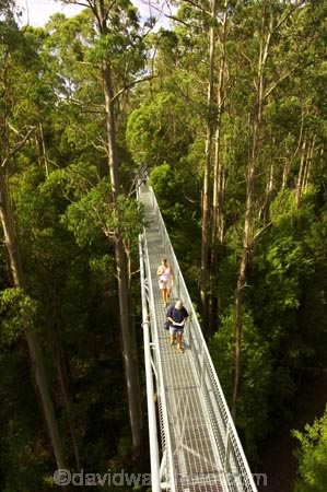 aerial-walkway;aerials-walkways;australasia;Australia;australian;bridge;bridges;bush;canopy;canopy-walk;eco-tourism;eco-tourist;eco-tourists;ecotourism;ecotourist;ecotourists;engineering;eucalyptis;eucalypts;forest;forest-canopy;forests;galvanised;galvanized;great-ocean-road;gum;gums;high;high-up;lush;luxuriant;metal;native-bush;native-forest;native-forests;natural;nature;Otway-Fly;otway-range;Otway-Ranges;people;person;plant;plants;rain-forest;rain-forests;rain_forests;rainforest;rainforest-canopy;rainforest-walk;rainforests;steel;structure;structures;tourism;tourist;tourists;travel;tree;Tree-Top-Walk;tree-trunk;tree-trunks;trees;vegetation;verdant;vertigo;Victoria;walkway;walkways